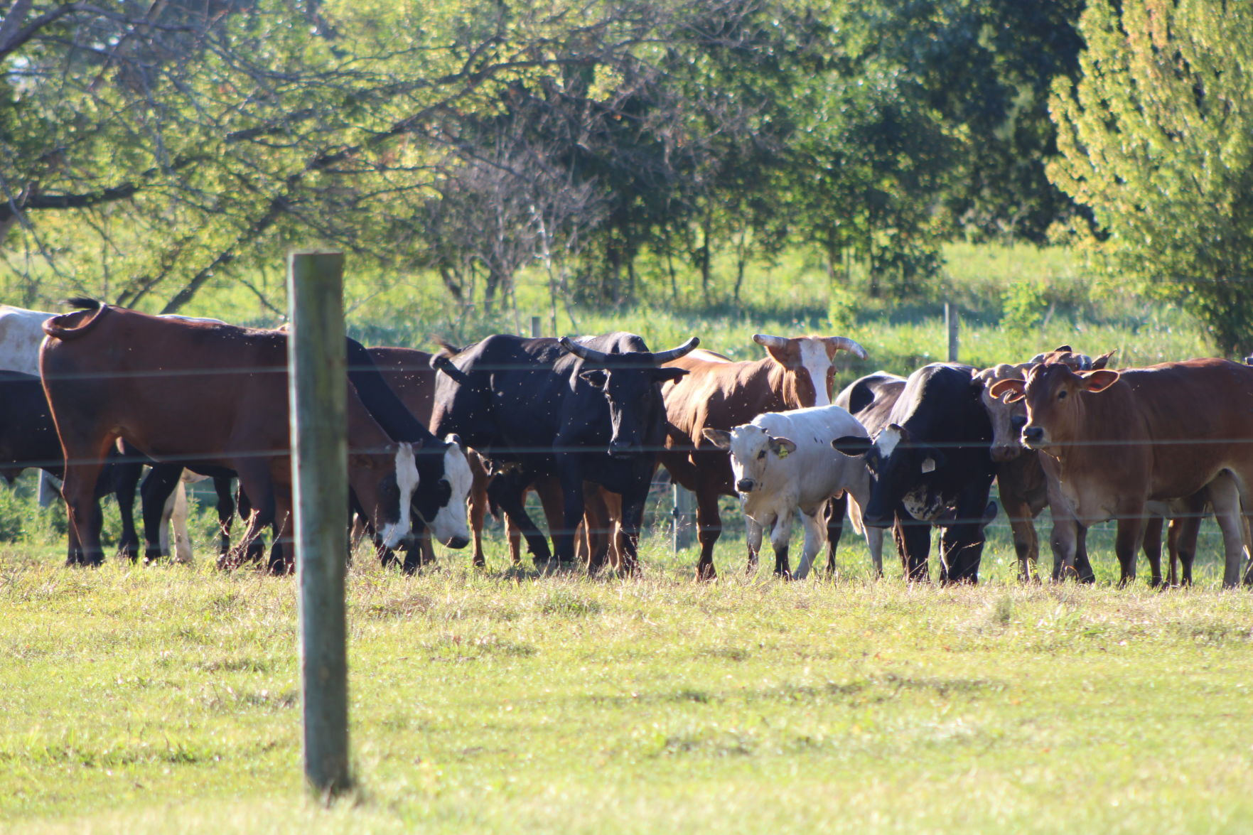 Bucking bulls